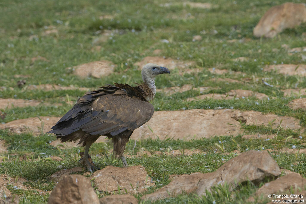 Griffon Vulture