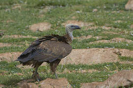 Griffon Vulture