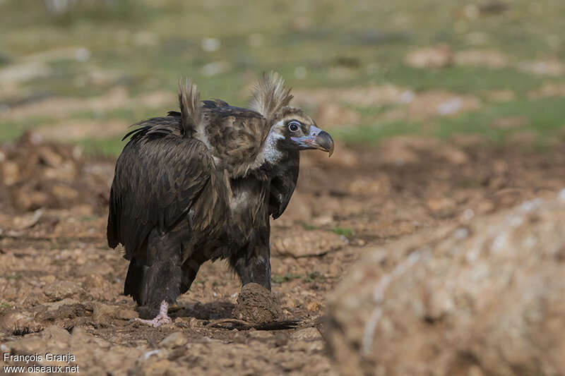 Cinereous Vultureadult, Behaviour