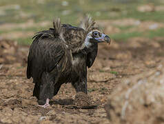 Cinereous Vulture