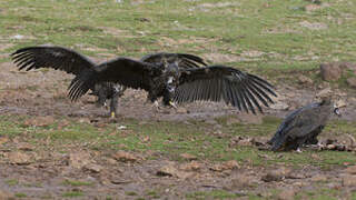 Cinereous Vulture