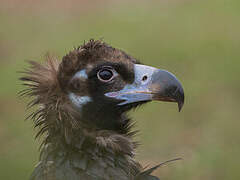 Cinereous Vulture