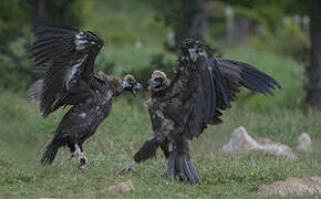 Cinereous Vulture