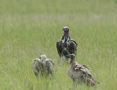 Lappet-faced Vulture