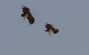 Lappet-faced Vulture