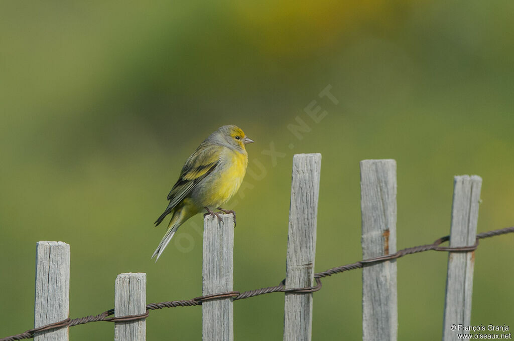 Citril Finch male