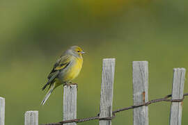 Citril Finch