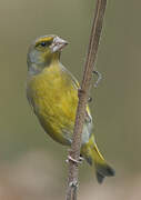 European Greenfinch