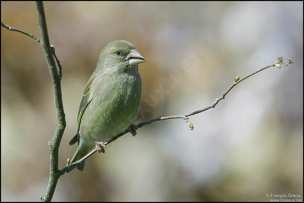 European Greenfinch female adult