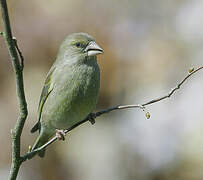 European Greenfinch