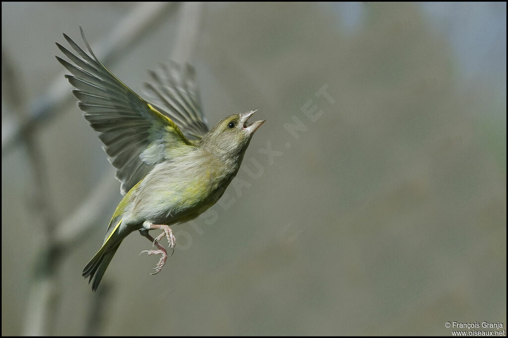 European Greenfinchadult, Flight