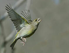 European Greenfinch