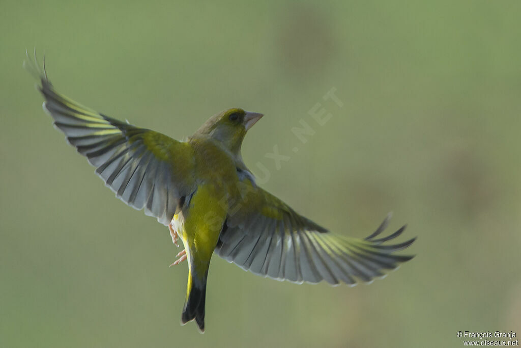 European Greenfinch male adult, Flight