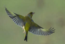 European Greenfinch