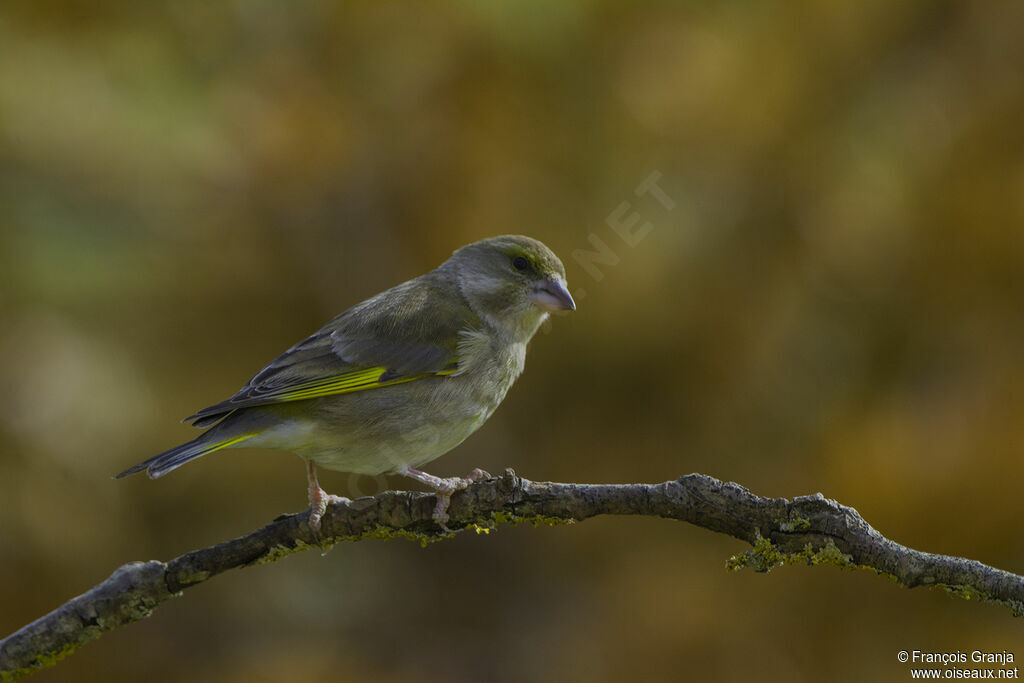 European Greenfinch