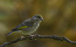 European Greenfinch