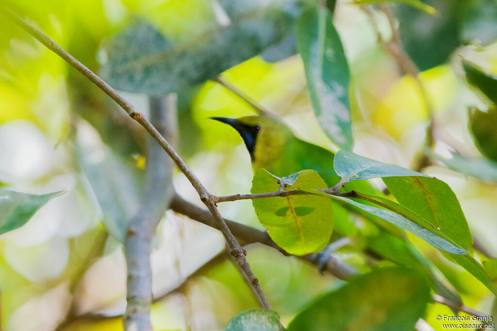 Verdin de Jerdon