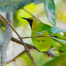 Verdin de Jerdon
