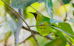 Jerdon's Leafbird