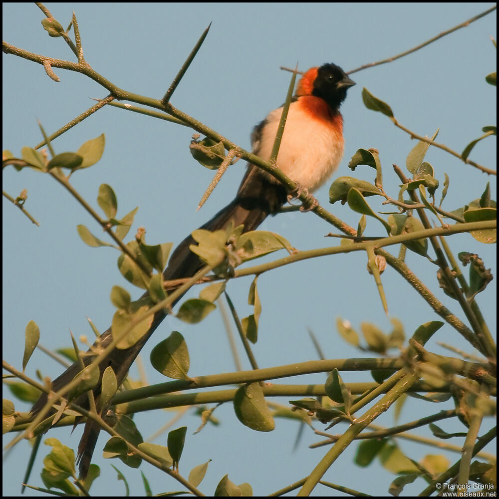 Sahel Paradise Whydah