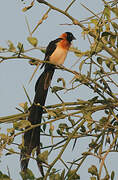 Sahel Paradise Whydah