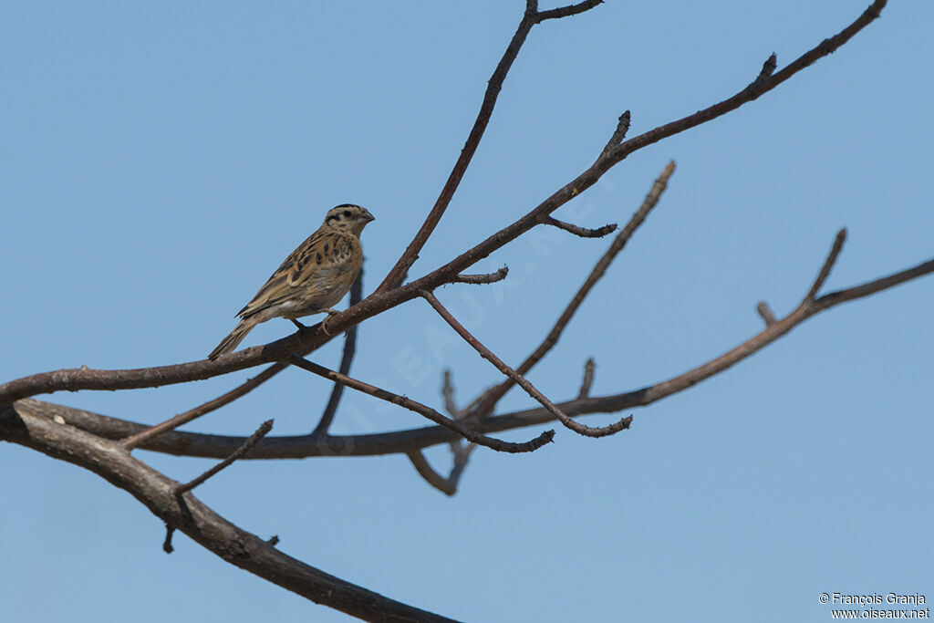 Long-tailed Paradise Whydah