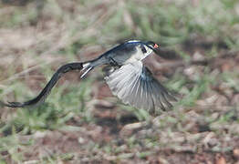 Pin-tailed Whydah