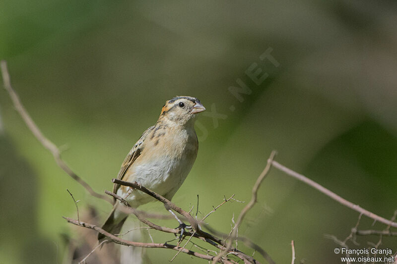 Pin-tailed Whydahadult