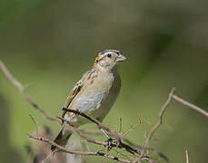 Pin-tailed Whydah