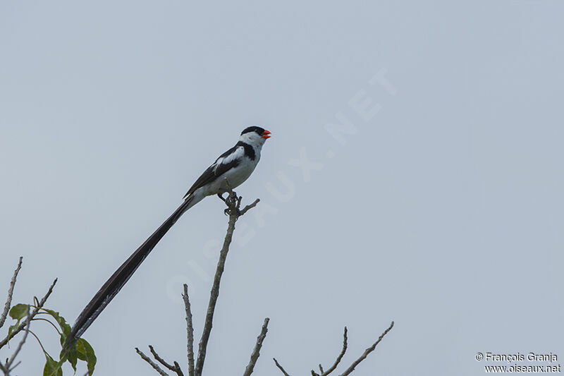 Pin-tailed Whydahadult