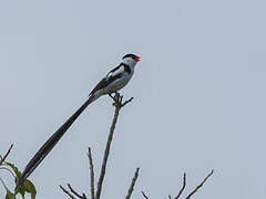 Pin-tailed Whydah