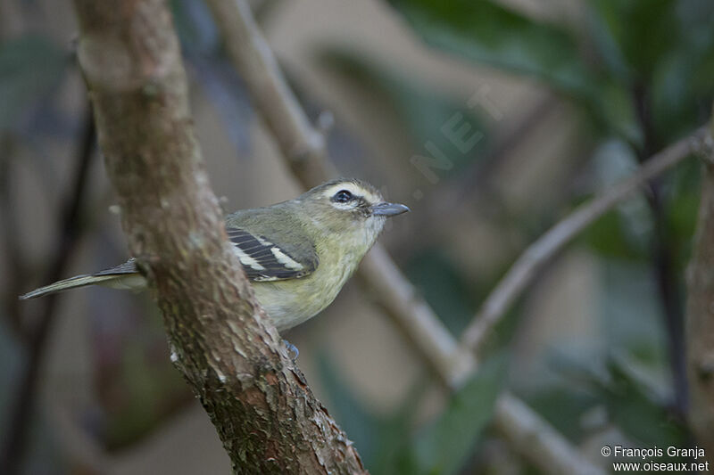 Yellow-winged Vireo