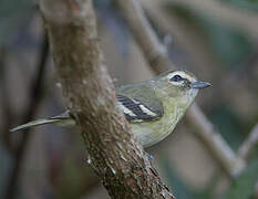 Yellow-winged Vireo