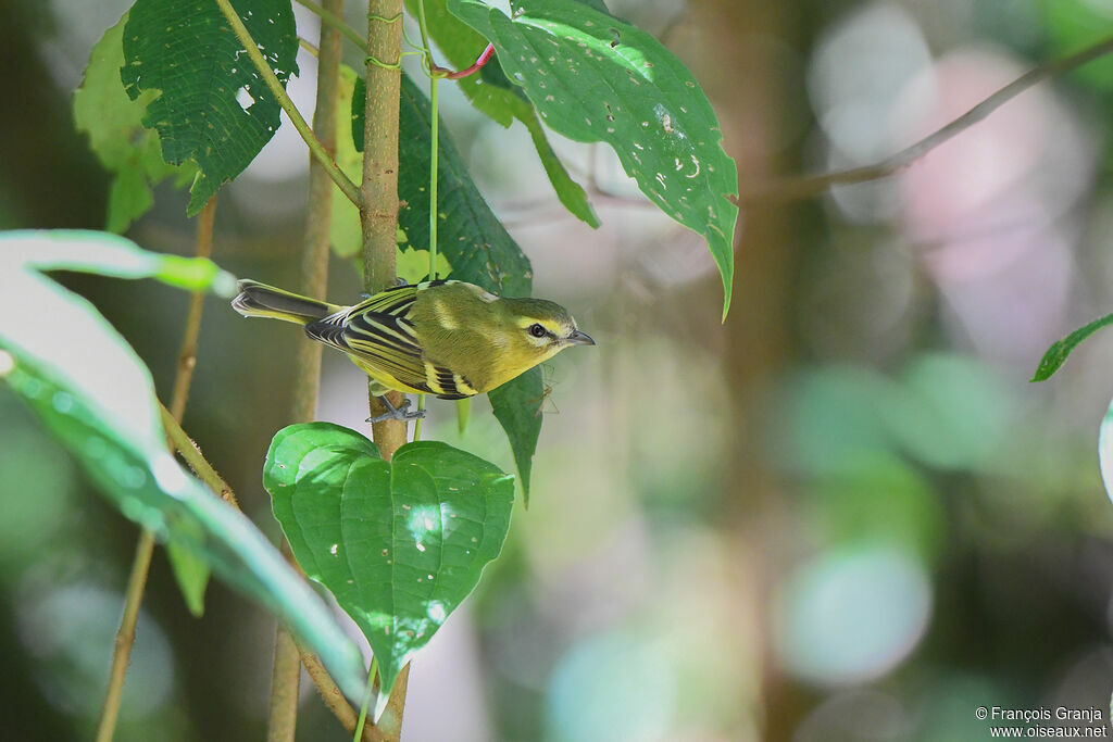 Yellow-winged Vireo