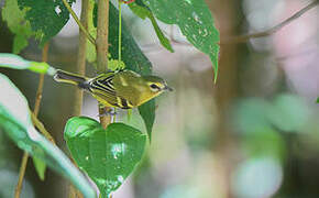 Yellow-winged Vireo