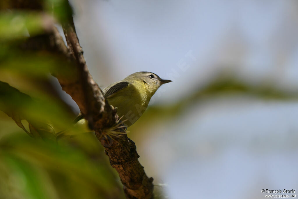 Philadelphia Vireo