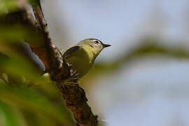 Philadelphia Vireo