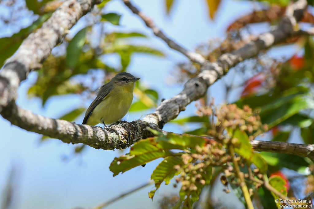 Philadelphia Vireo