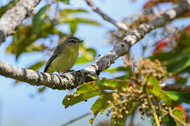 Philadelphia Vireo