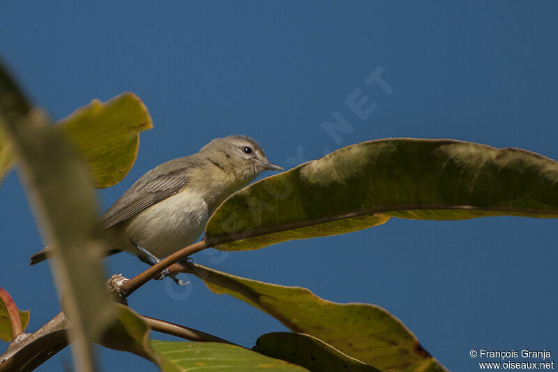 Warbling Vireoadult