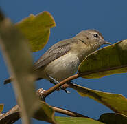 Warbling Vireo