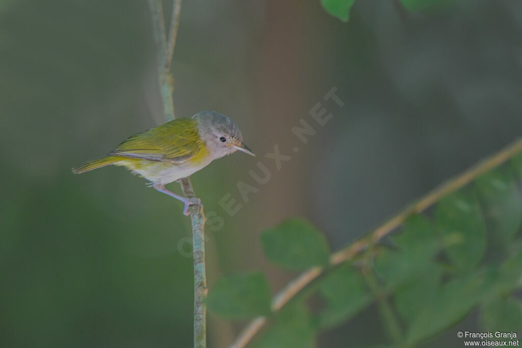 Lesser Greenlet