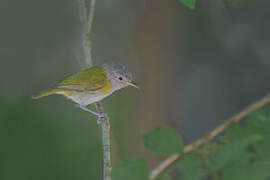 Lesser Greenlet