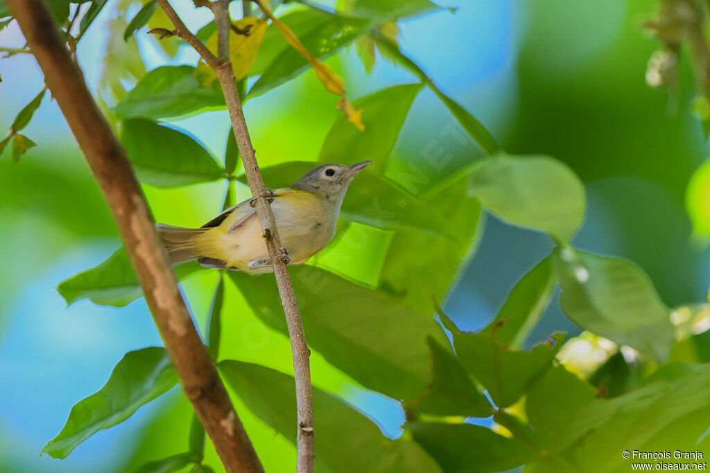 Lesser Greenlet