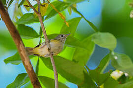 Lesser Greenlet