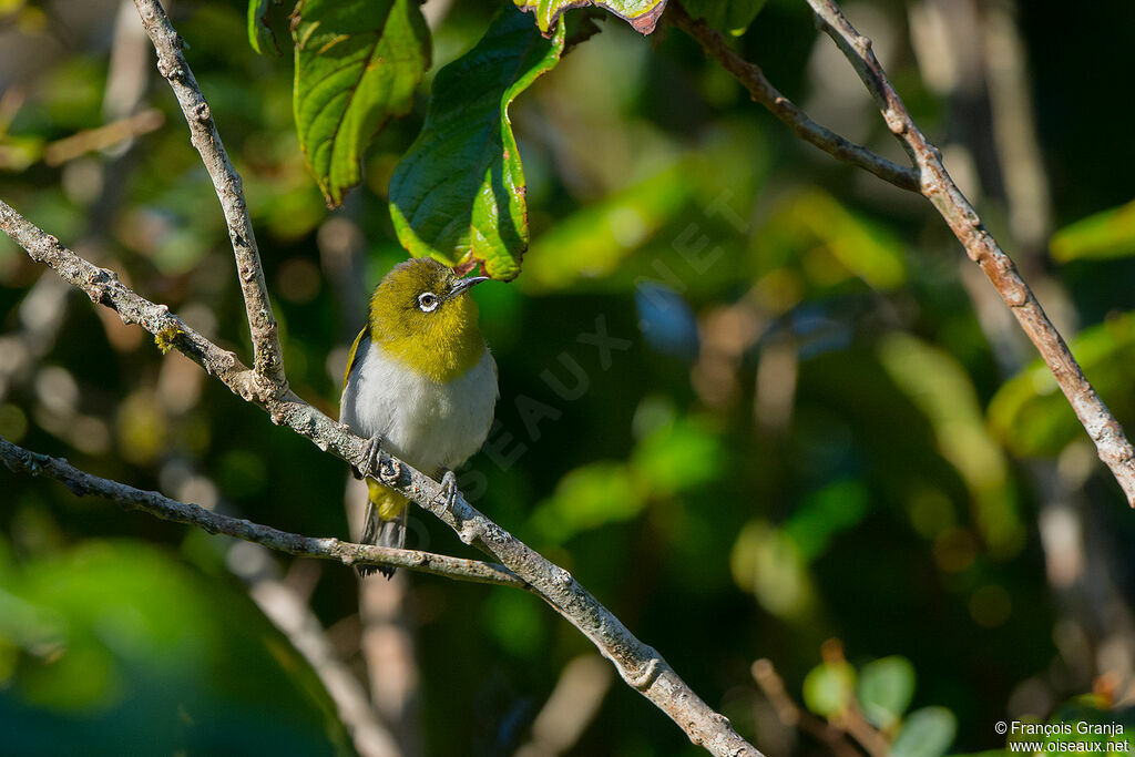 Sri Lanka White-eye