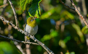 Sri Lanka White-eye