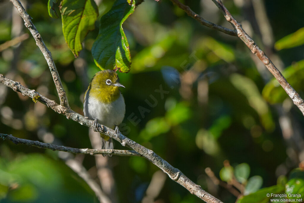 Sri Lanka White-eye