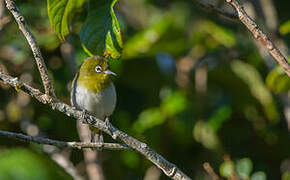 Sri Lanka White-eye