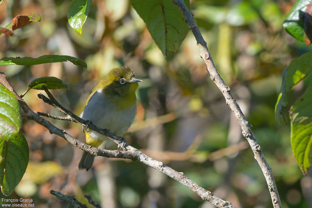 Sri Lanka White-eyeadult